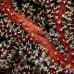 goby_whip_large_nw_v_0037_pal0043.jpg